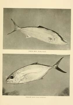 Image of California Yellowtail