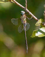 Image of Turquoise-tipped Darner