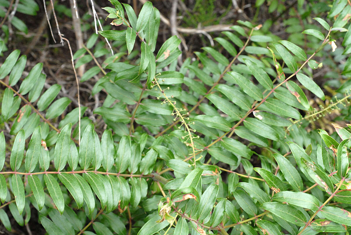 Coriaria pteridoides W. R. B. Oliv. resmi