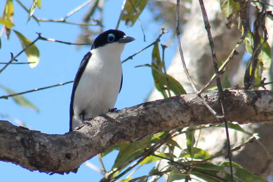 Leptopterus Bonaparte 1854的圖片