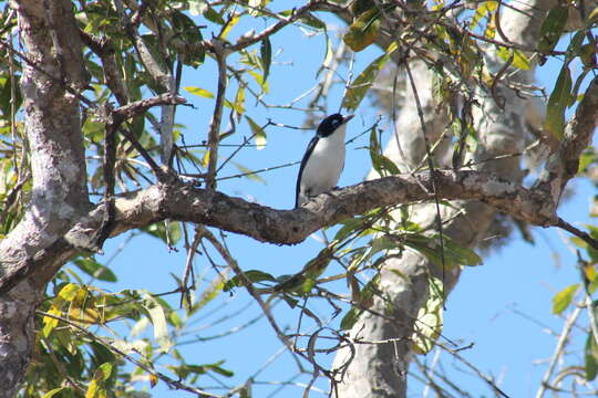 Leptopterus Bonaparte 1854的圖片