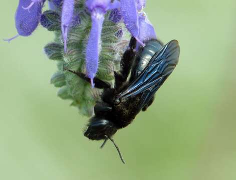 Plancia ëd Xylocopa iris (Christ 1791)