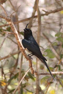 Image of Crested Drongo