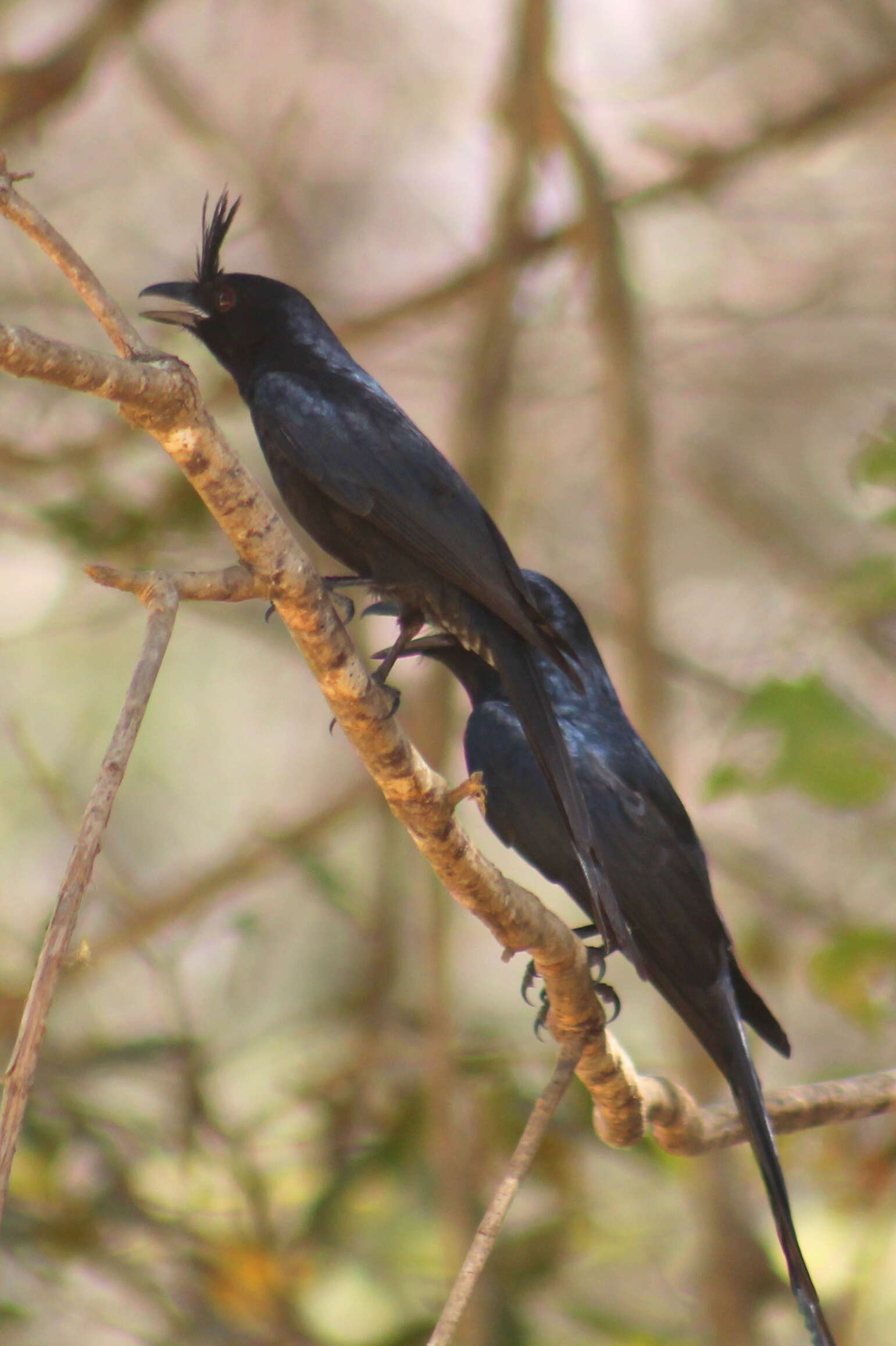 Image of Crested Drongo