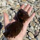 Image of Japanese Spiky Sea Cucumber