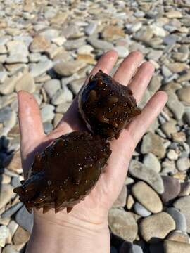 Image of Japanese Spiky Sea Cucumber