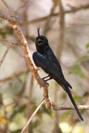 Image of Crested Drongo