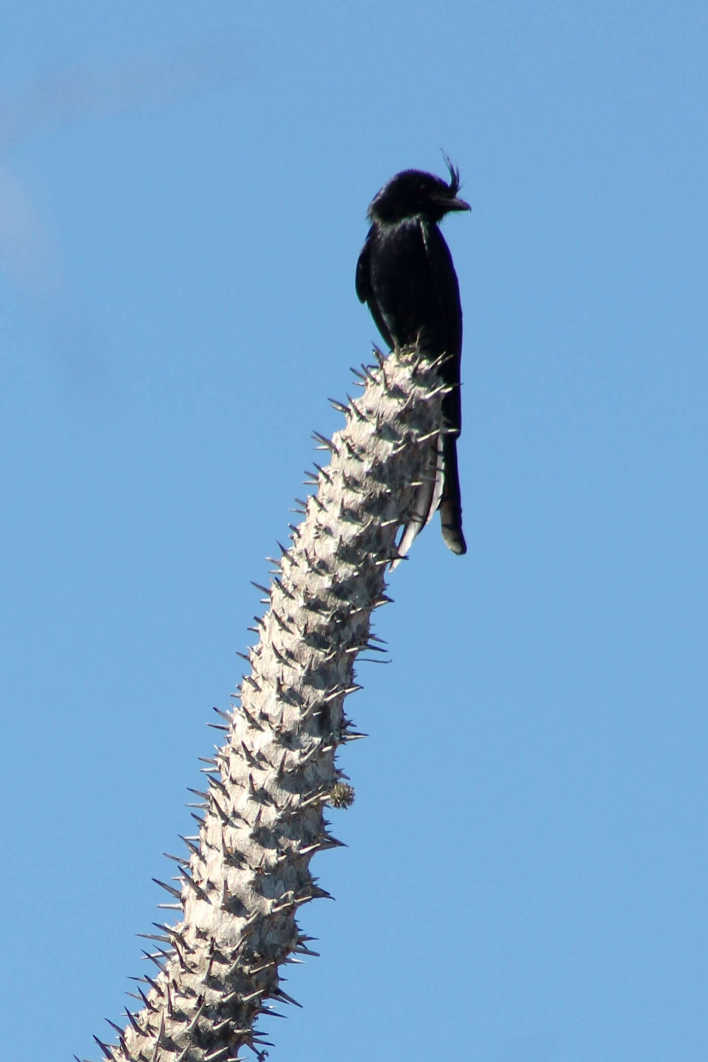 Image of Crested Drongo