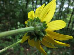 Image of purpledisk sunflower