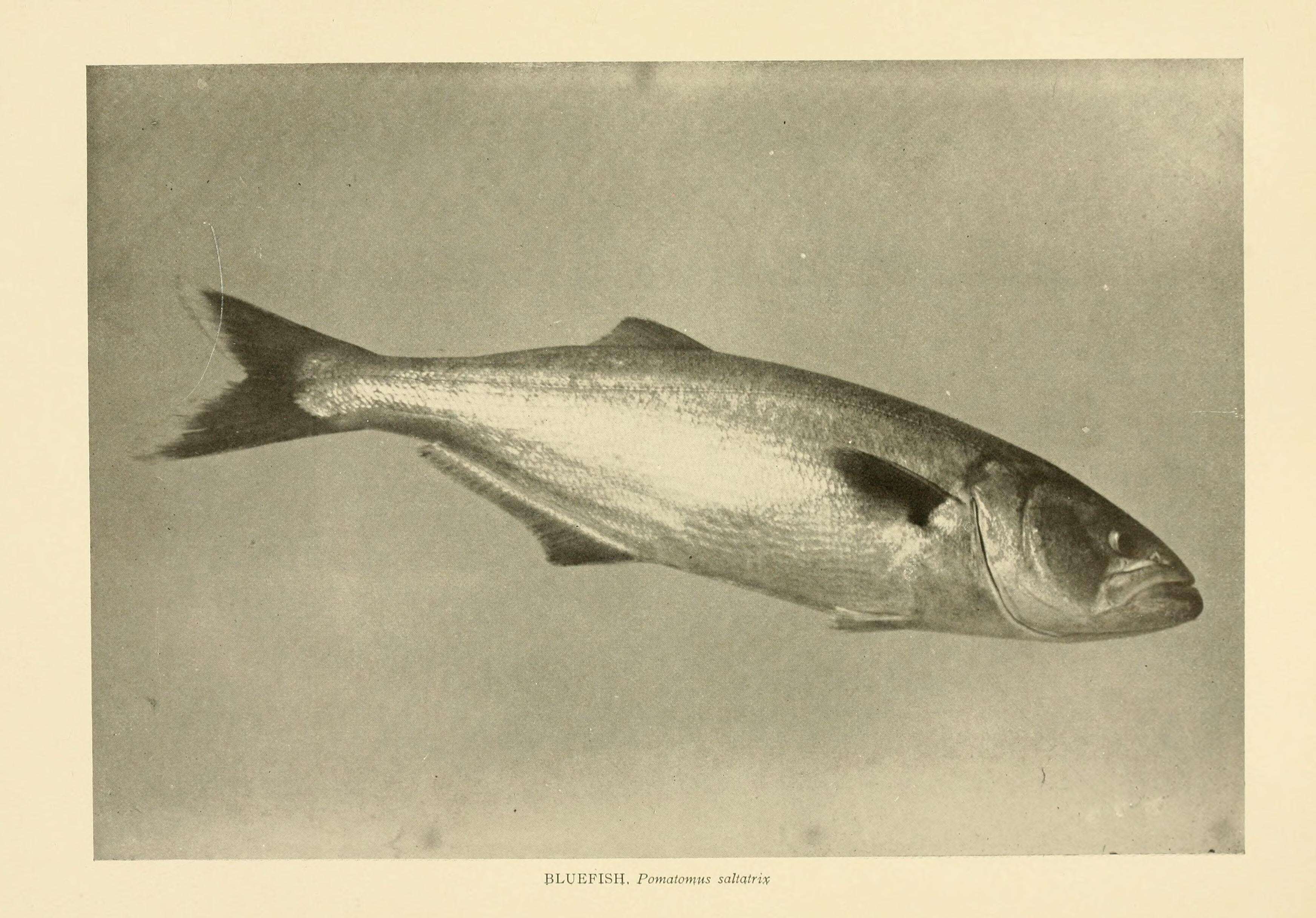 Image of bluefishes