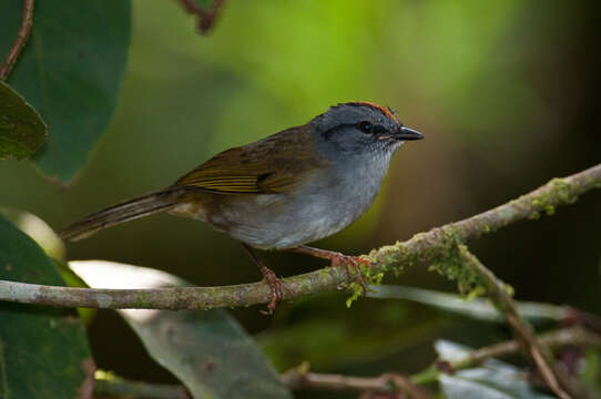 Myiothlypis coronata (Tschudi 1844)的圖片