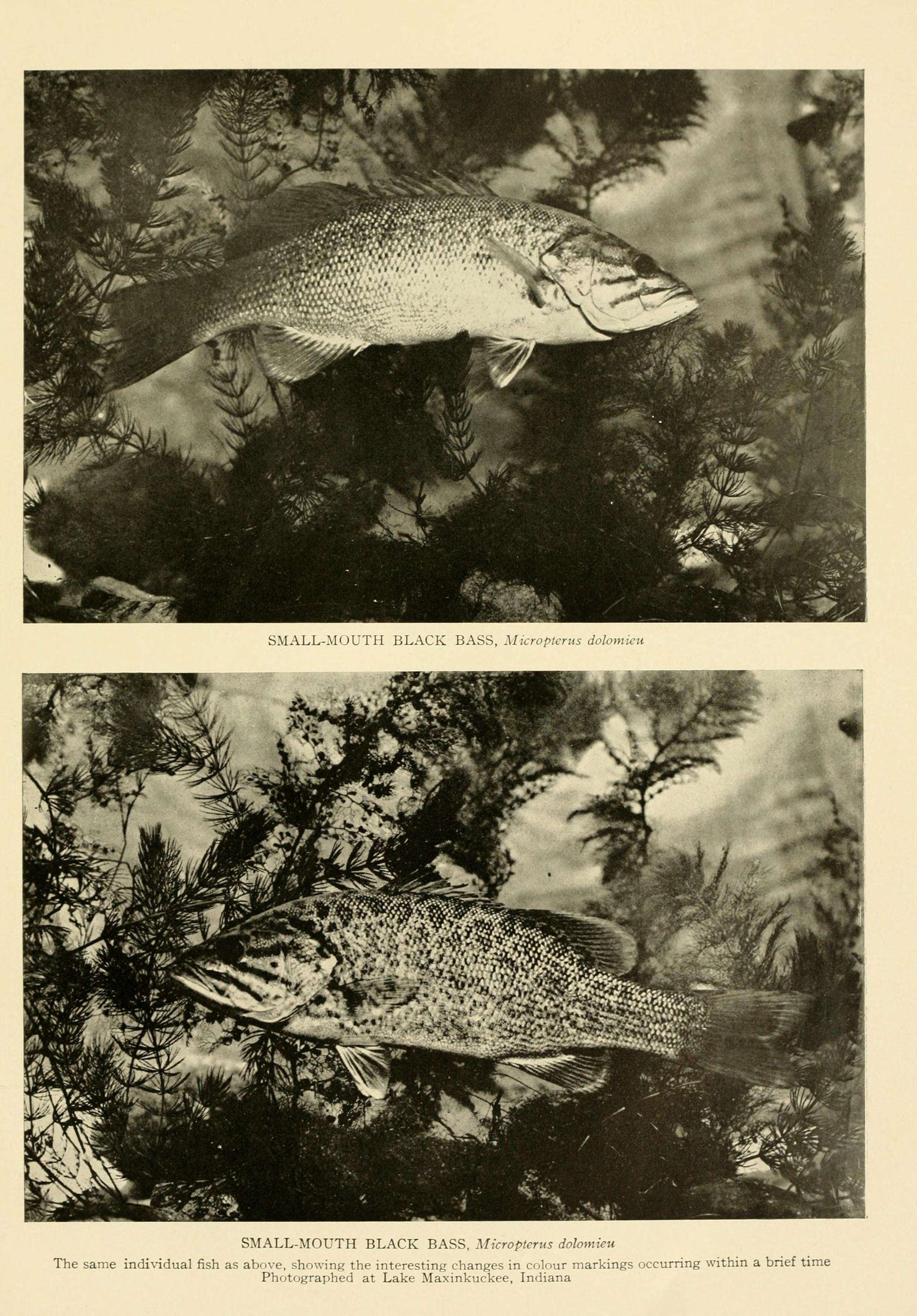 Image of Smallmouth Bass