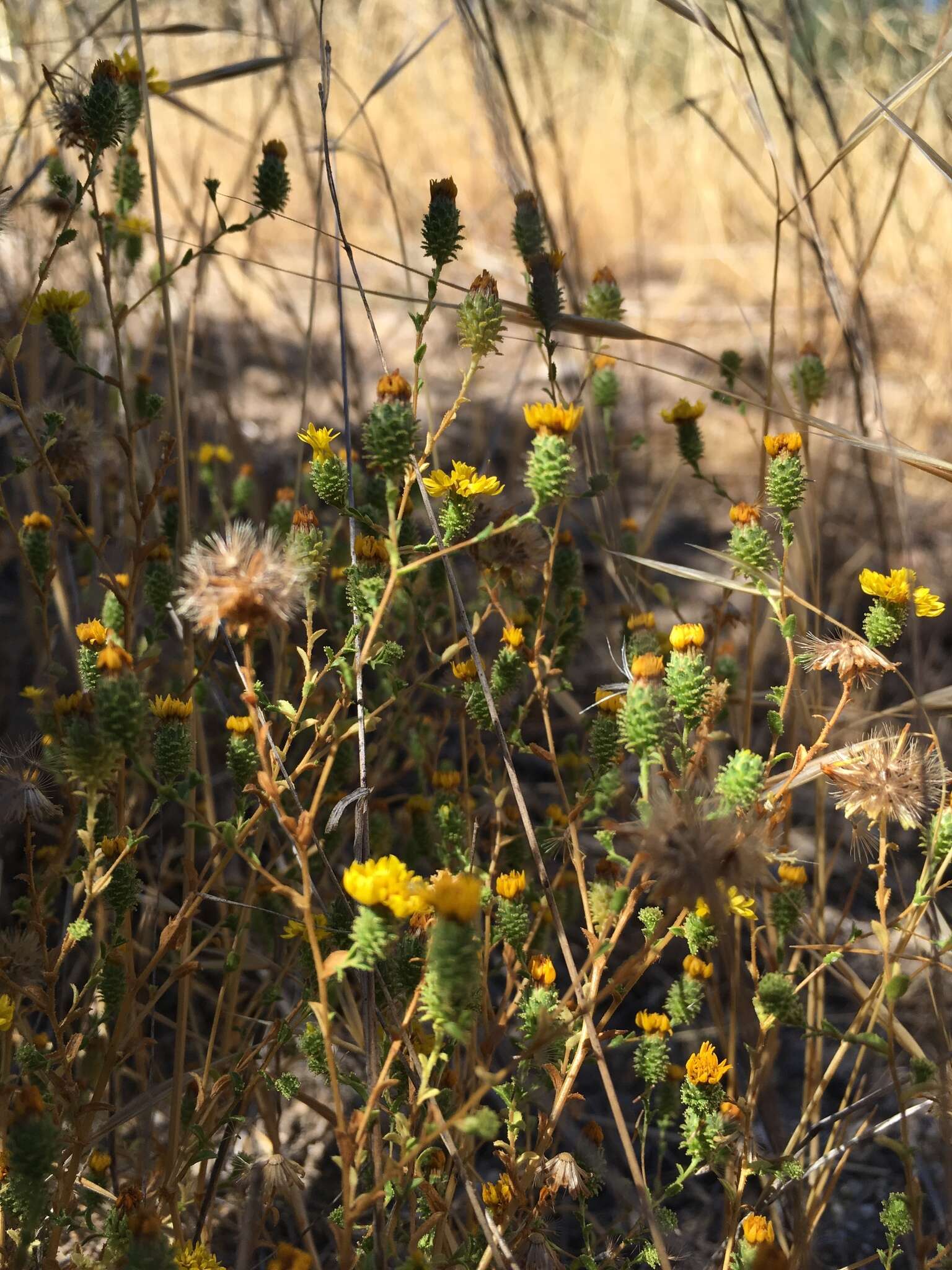 Plancia ëd Lessingia pectinata Greene