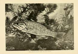 Image of Smallmouth Bass