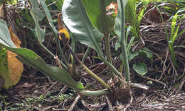 Imagem de Anthurium coriaceum G. Don