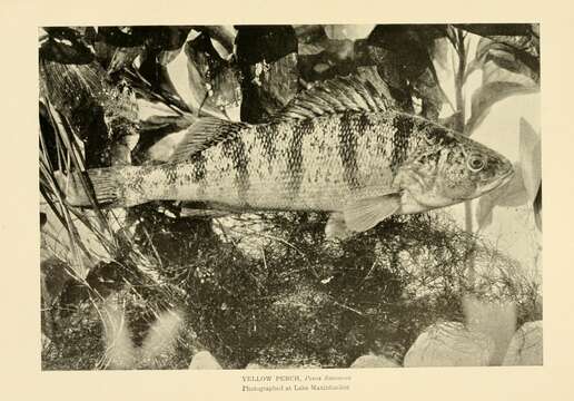 Image of Yellow Perch