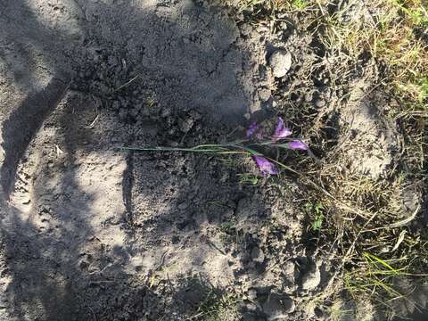 Image of Gladiolus carinatus subsp. carinatus