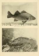 Image of White Perch