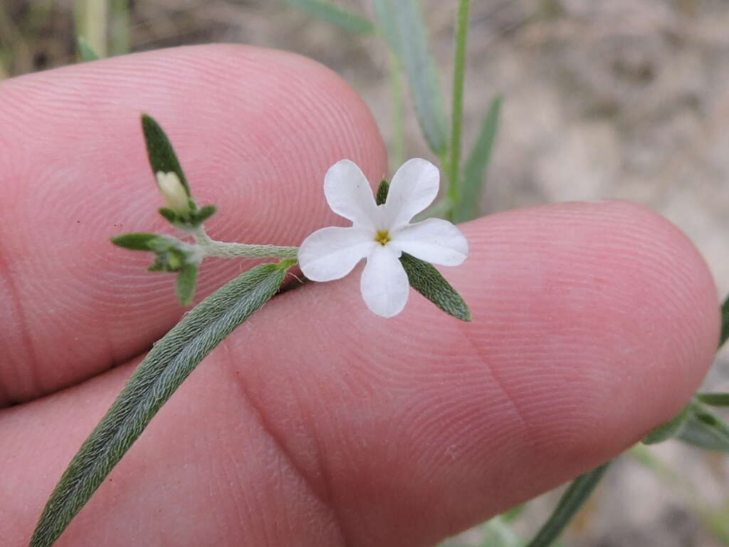 Image of pasture heliotrope