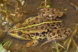 Plancia ëd Pelophylax bergeri (Günther ex Engelmann, Fritzsche, Günther & Obst 1986)