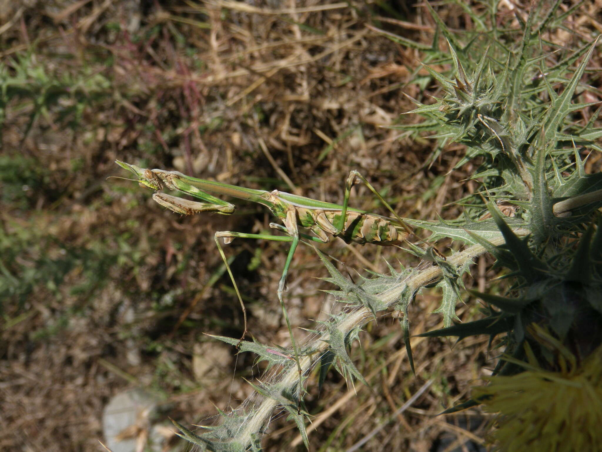 Image of Empusa pennicornis Pallas 1773