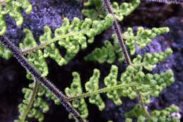 Image of Kaulfuss' lipfern