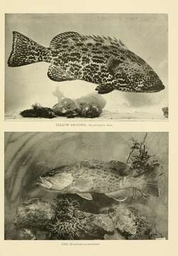 Imagem de Mycteroperca microlepis (Goode & Bean 1879)