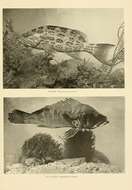 Imagem de Mycteroperca phenax Jordan & Swain 1884