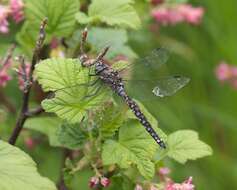 Image of California Darner