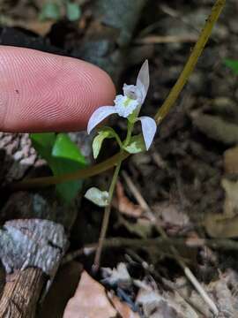 Image of Triphora trianthophoros subsp. trianthophoros