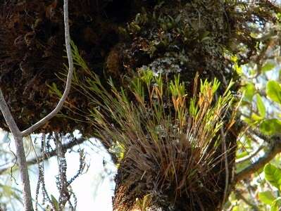 Imagem de Isochilus bracteatus (Lex.) Espejo & López-Ferr.