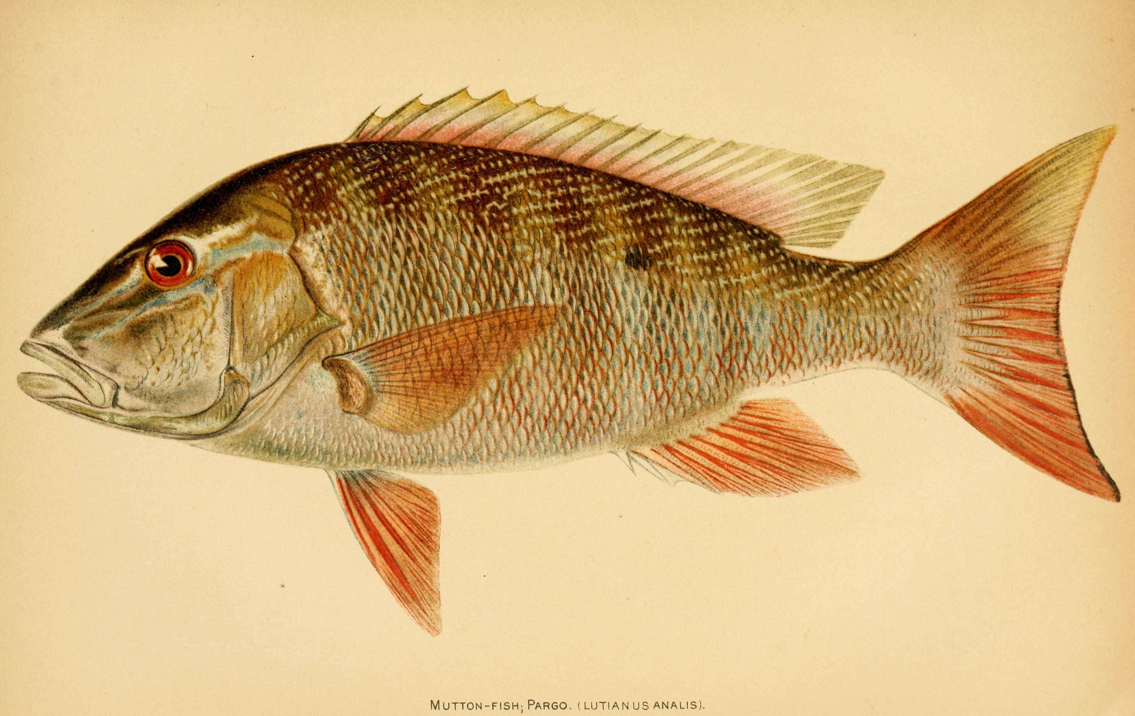Image of Mutton Snapper
