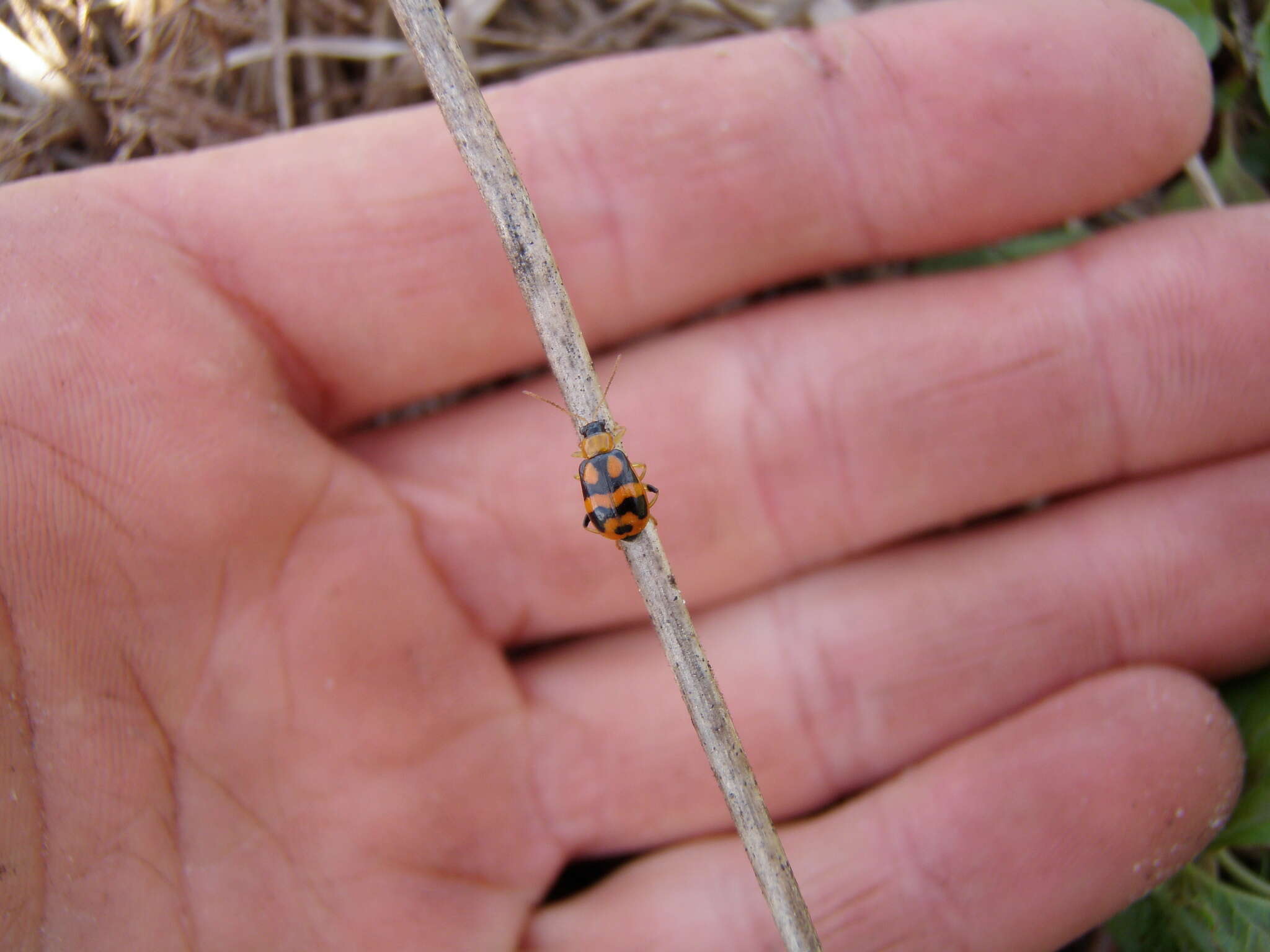 Sivun Cerotoma ruficornis (Olivier 1791) kuva