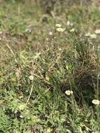 Image of Oak-Leaf Fleabane