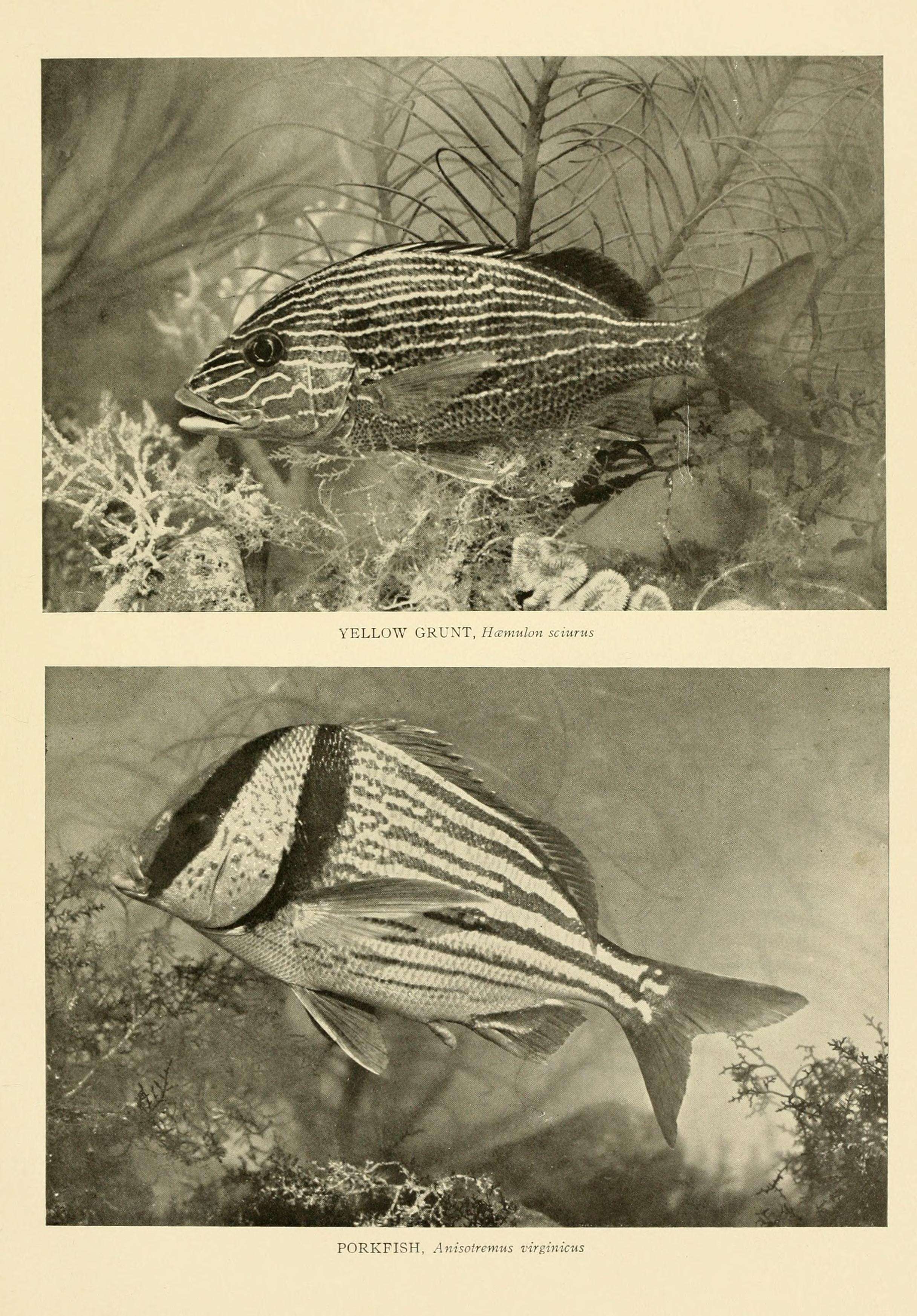 Image of Porkfish