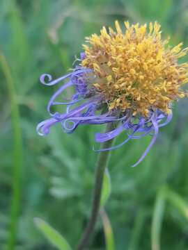 Image of Aster flaccidus Bunge