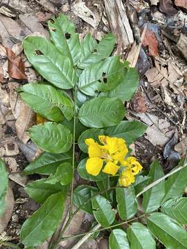 <i>Senna silvestris</i> var. <i>sapindifolia</i> (Vogel) H. S. Irwin & Barneby resmi