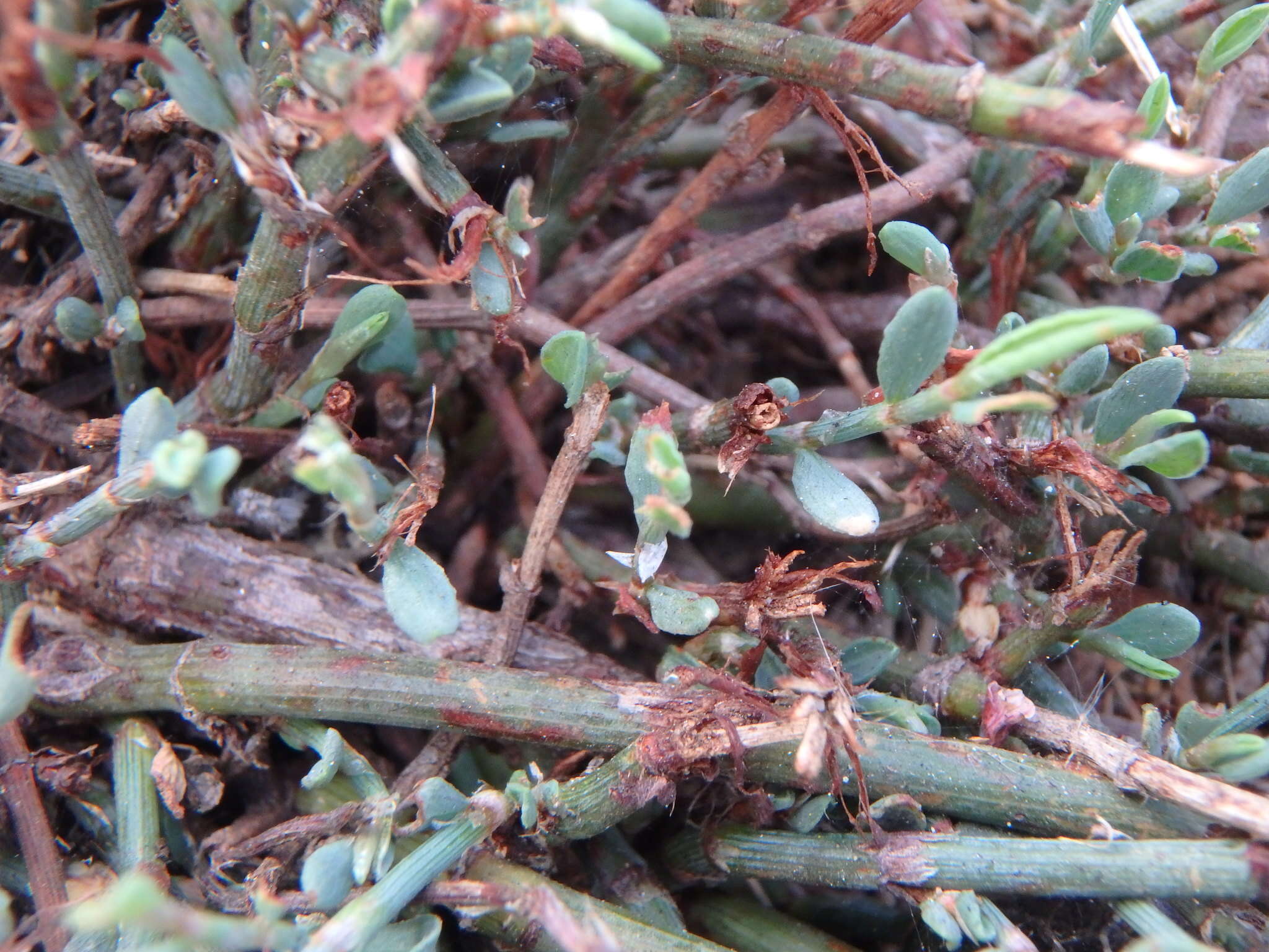 Image de Polygonum equisetiforme Sm.