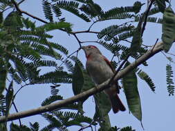 Image of Rose-throated Tanager