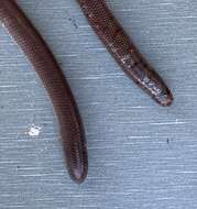 Image of Southern Blind Snake