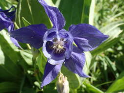 Aquilegia alpina L. resmi