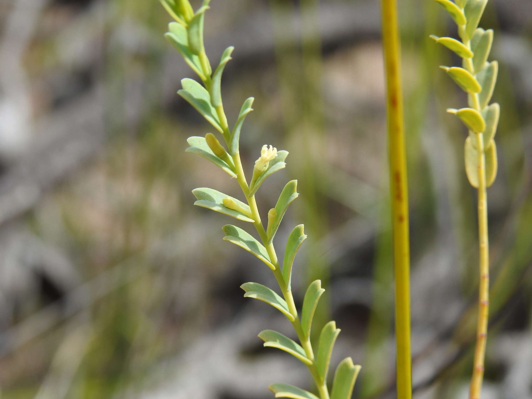 Image of Olax retusa F. Müll. ex Benth.