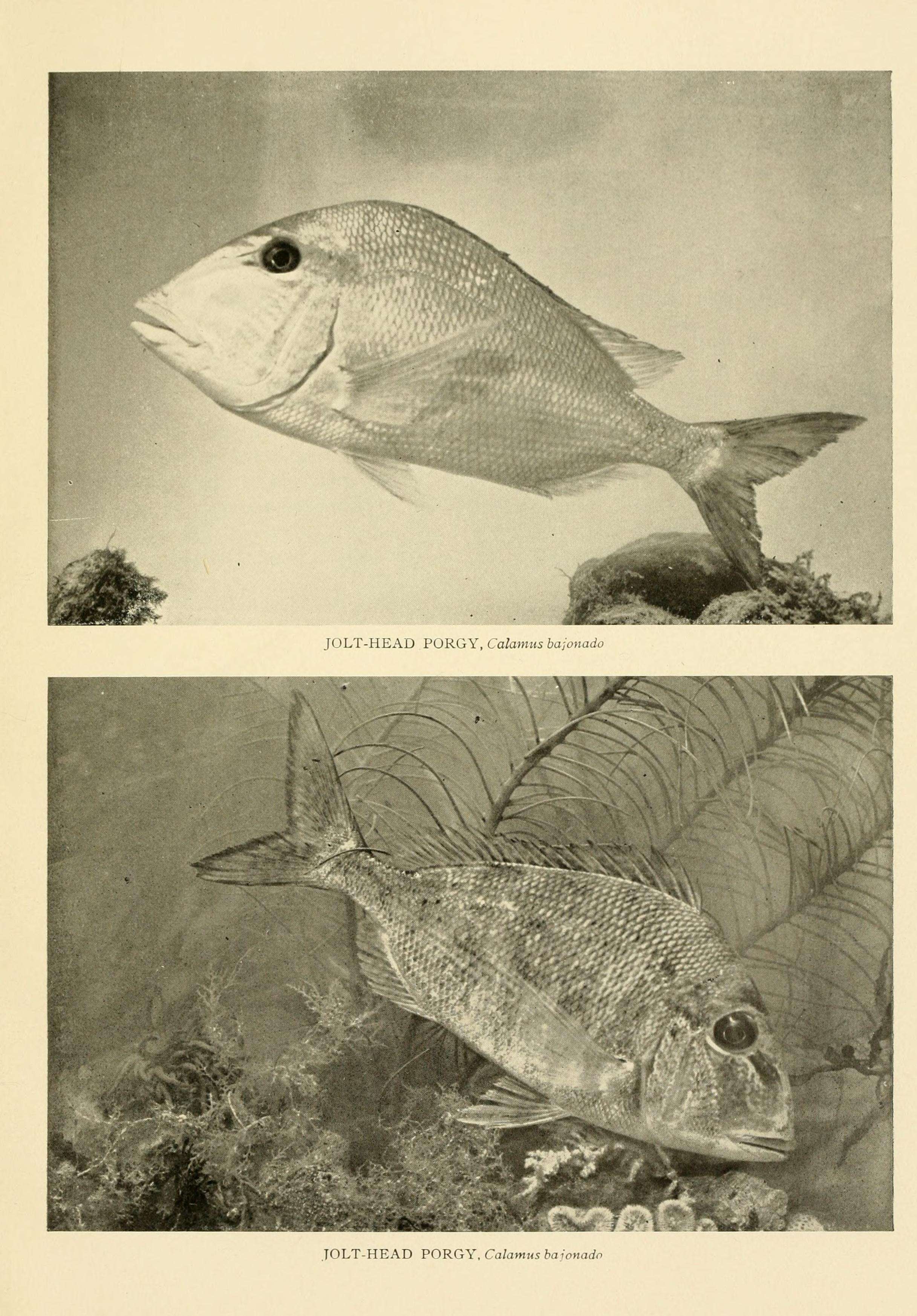 Image of Blue Bone Porgy