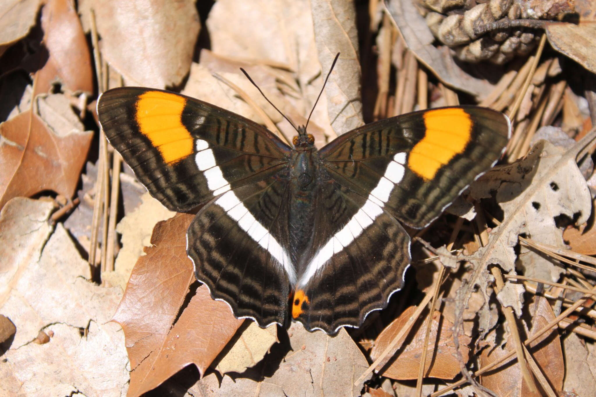 Image of Adelpha donysa