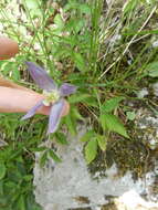 Слика од Clematis alpina (L.) Miller