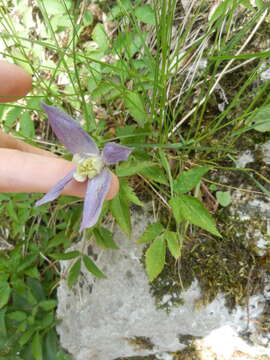 Image of alpine clematis