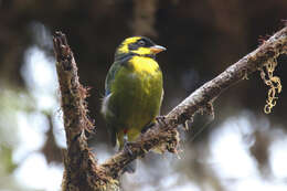 Image of Gold-ringed Tanager