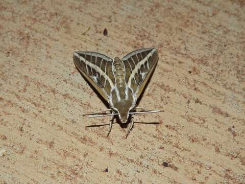 Image of Australian Striped Hawk Moth