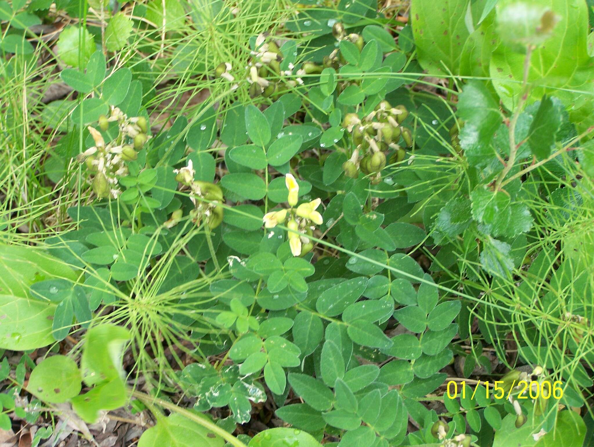 Image of tundra milkvetch