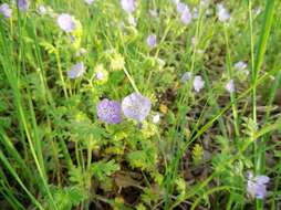 Sivun Phacelia hirsuta Nutt. kuva